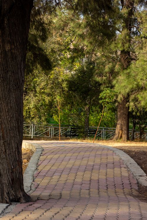 Free Beautiful curved stone pathway through a tranquil forest setting in a park. Stock Photo