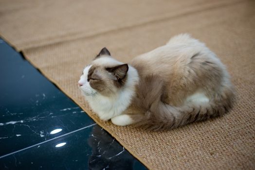 Fluffy Ragdoll cat resting on a beige rug, showcasing its soft fur and serene posture indoors.