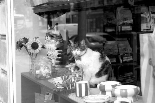 Free Black and white photo of a cat in a pet store window in Paris, France. Stock Photo