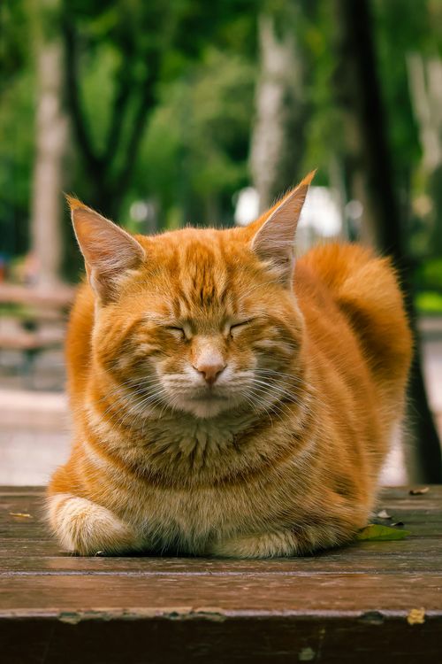 Free Adorable orange tabby cat resting with eyes closed on a wooden surface in a park. Stock Photo