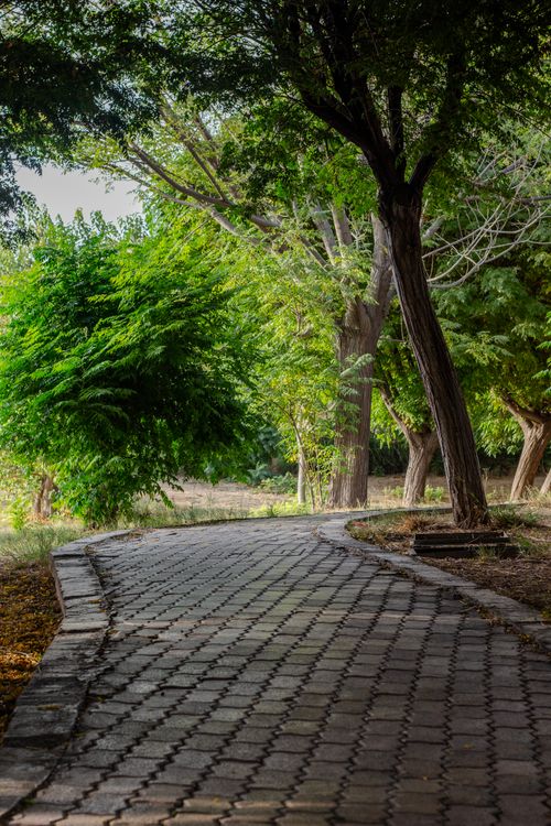 Free A tranquil park walkway lined with lush green trees, offering a peaceful escape to nature. Stock Photo