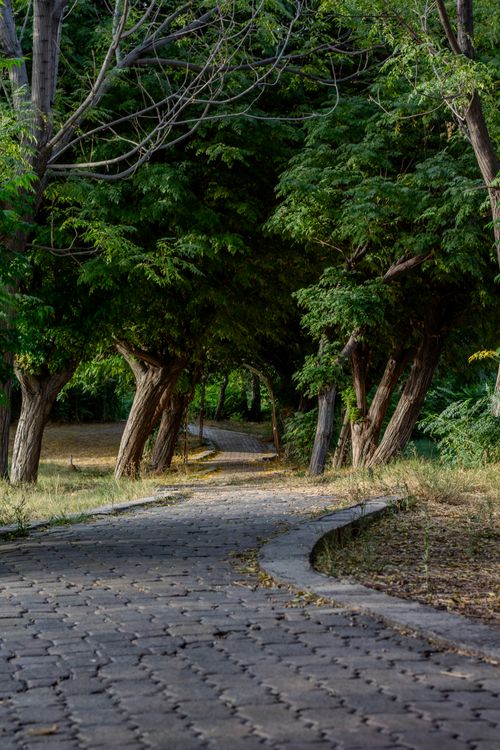 Free A peaceful forest pathway surrounded by lush, green trees, ideal for nature walks. Stock Photo
