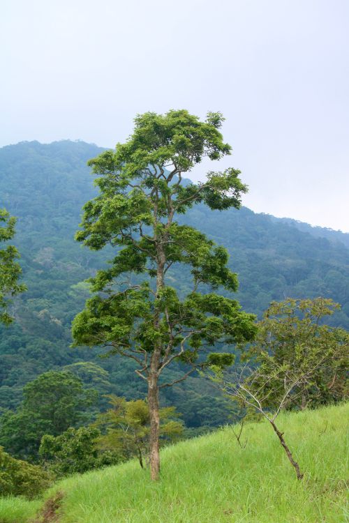Free A solitary tree stands on a verdant hillside with a scenic mountain backdrop. Stock Photo