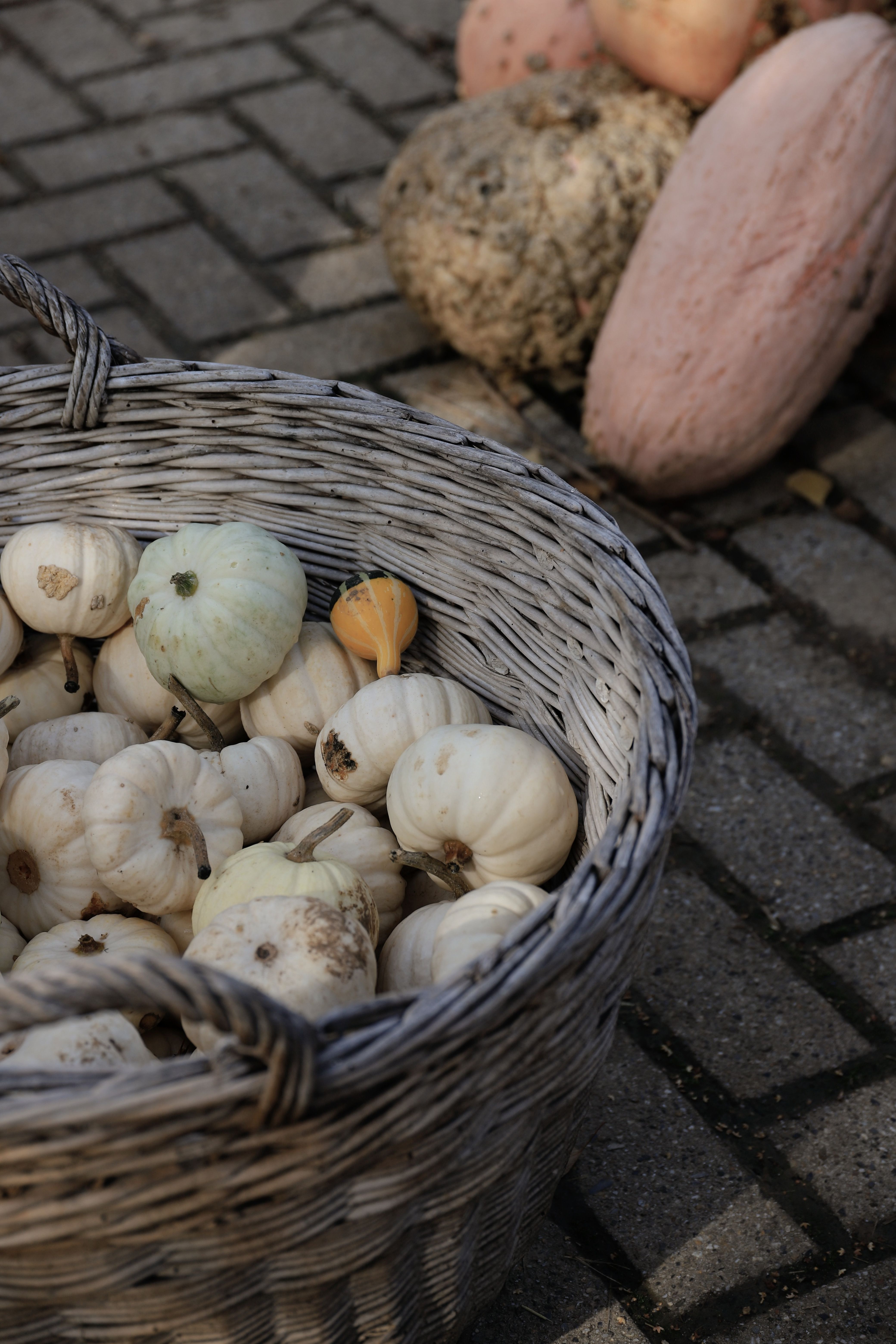 Fotomural Una cesta rústica llena de calabazas blancas y naranjas, que simboliza la cosecha de otoño.