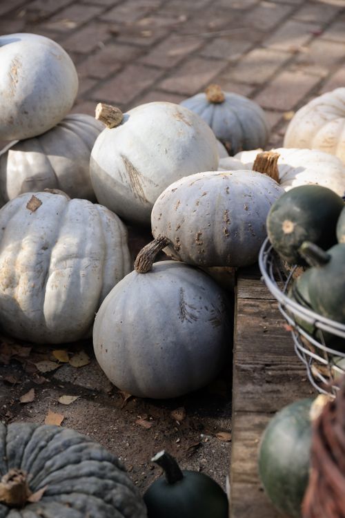 Free A selection of white and gray pumpkins bask in daylight, highlighting an autumn harvest display. Stock Photo