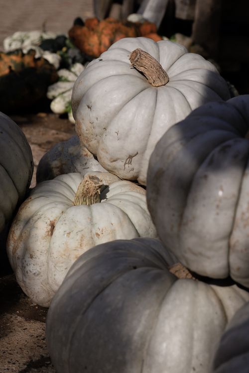 Free A close-up of white pumpkins in sunlight, symbolizing the autumn harvest season. Stock Photo