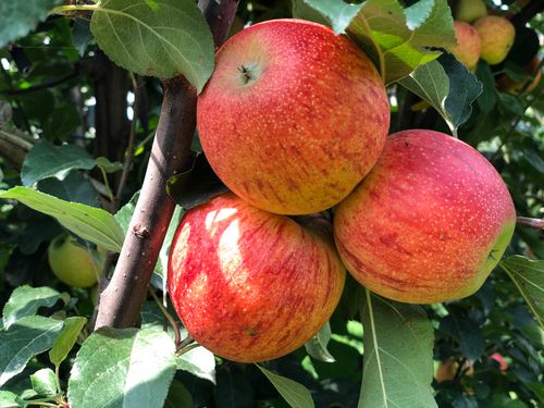 Free Close-up of ripe red apples on a tree branch in Roringar, Khyber Pakhtunkhwa, Pakistan. Stock Photo