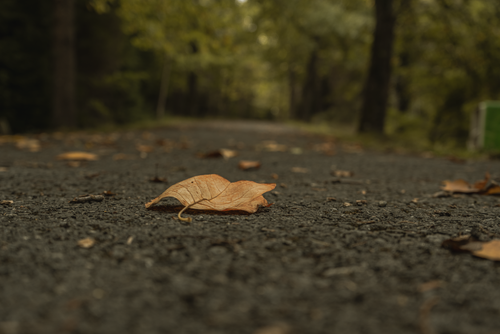 Free Close-up of a brown leaf on a textured path with lush green forest in the background. Stock Photo