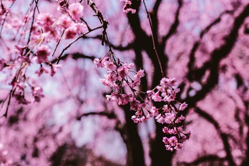 Free stock photo of beautiful flowers, cherry blossom, hanami