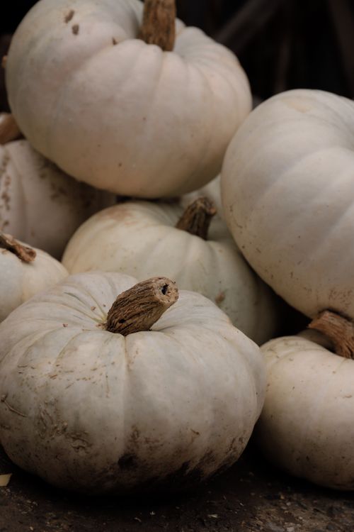 Free Close-up of white pumpkins showcasing autumn harvest with earthy tones. Stock Photo