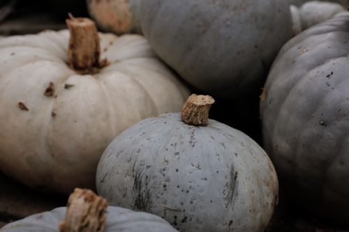 Free A detailed close-up of gray-white pumpkins, perfect for fall and harvest themes. Stock Photo