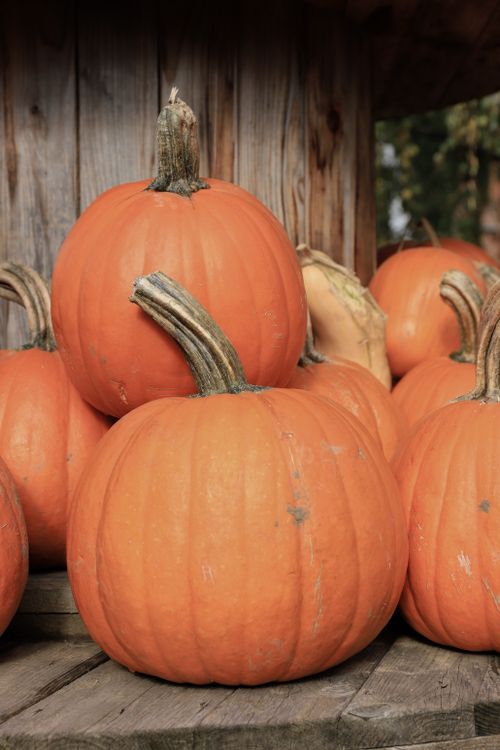 Free A rustic autumnal display of orange pumpkins on a wooden surface. Stock Photo