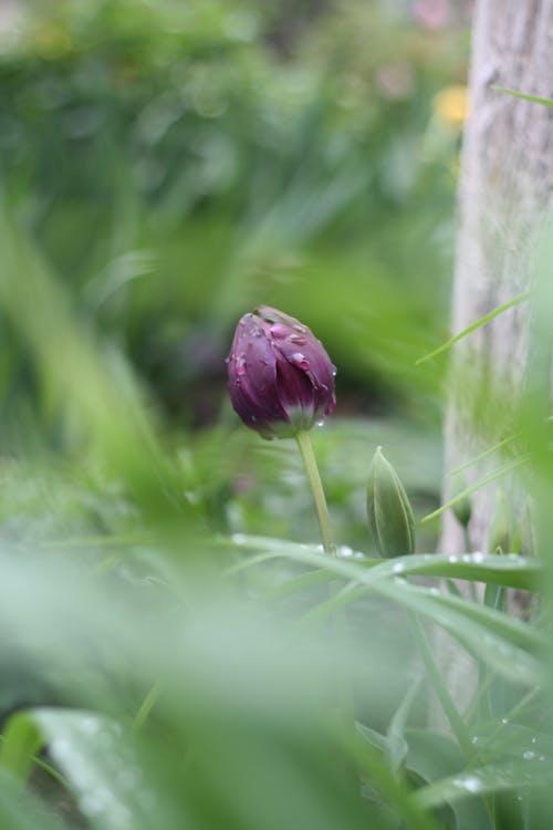 Kostenloses Stock Foto zu blume, draußen, farbe