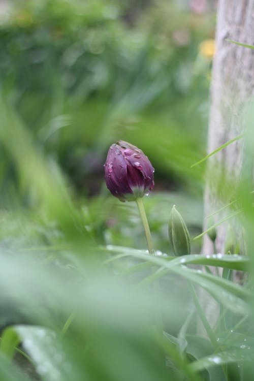 Purple Flower Bud in Tilt Shift Lens