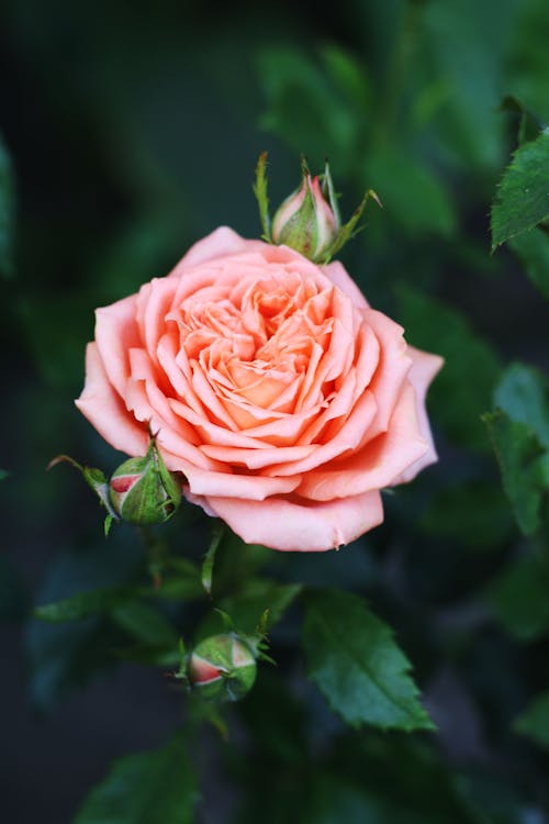 Pink Rose in Bloom