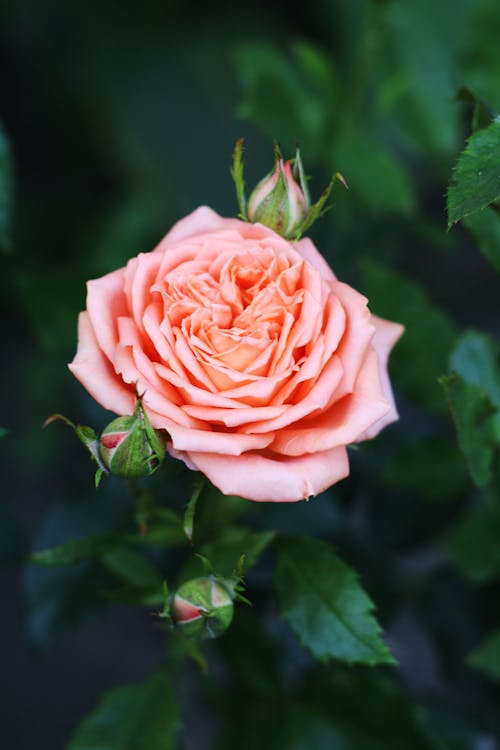 Розовая роза в цвету