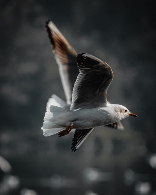 White and Brown Bird Flying