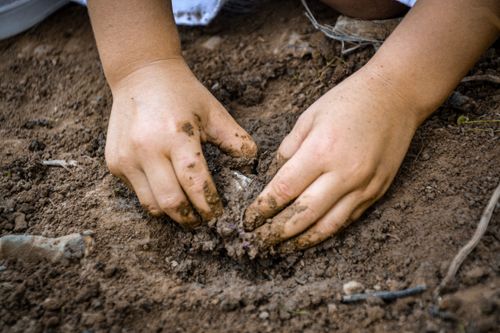 Free Close-up of hands planting a seed in soil, symbolizing growth and sustainability. Stock Photo