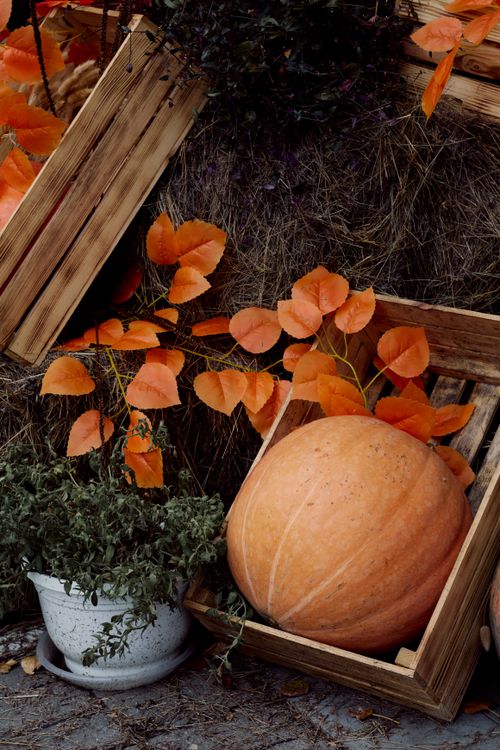 Free Cozy autumn scene featuring a large pumpkin and vibrant leaves. Stock Photo