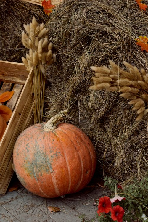 Free Cozy autumn setting with pumpkin, hay, and dried flowers. Stock Photo