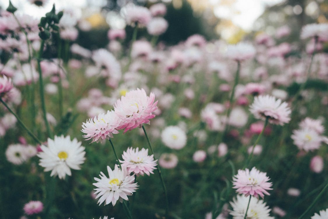 White and Pink Flowers in Tilt Shift Lens