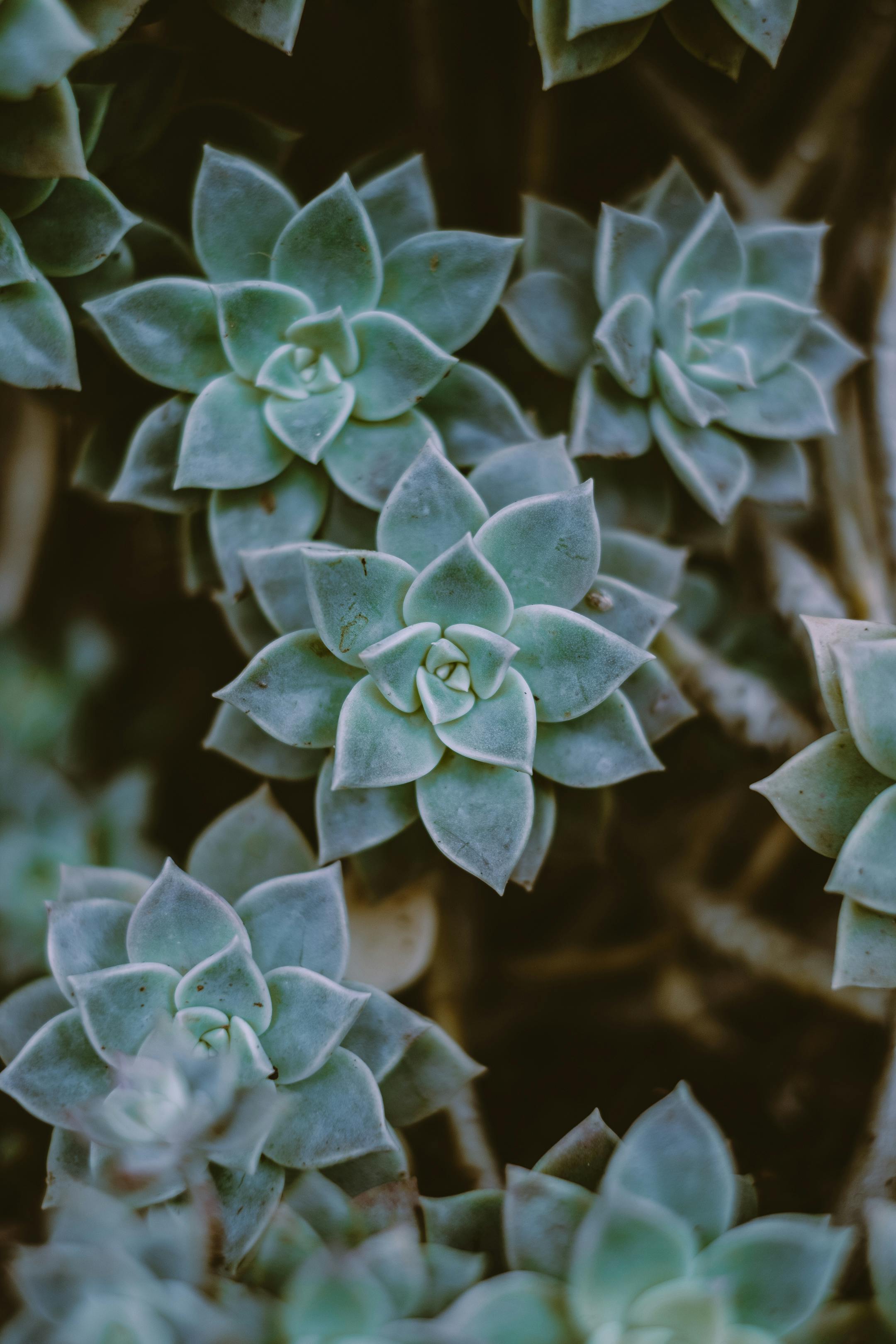 绿色多肉植物的自然纹理与颜色的详细视图