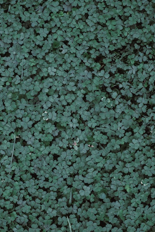 Green Leaves on Brown Soil