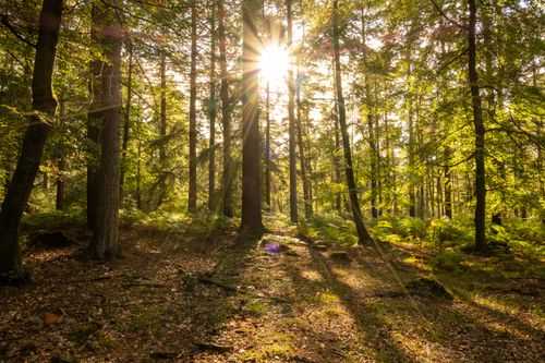 Free Beautiful sunlight streams through a forest in England, creating a serene and natural setting. Stock Photo