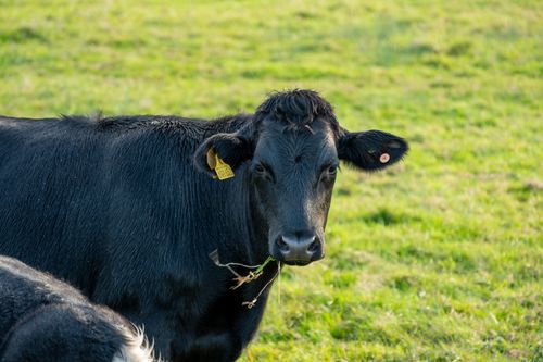 Free A black cow in a green field in England, captured close-up with vibrant colors. Stock Photo