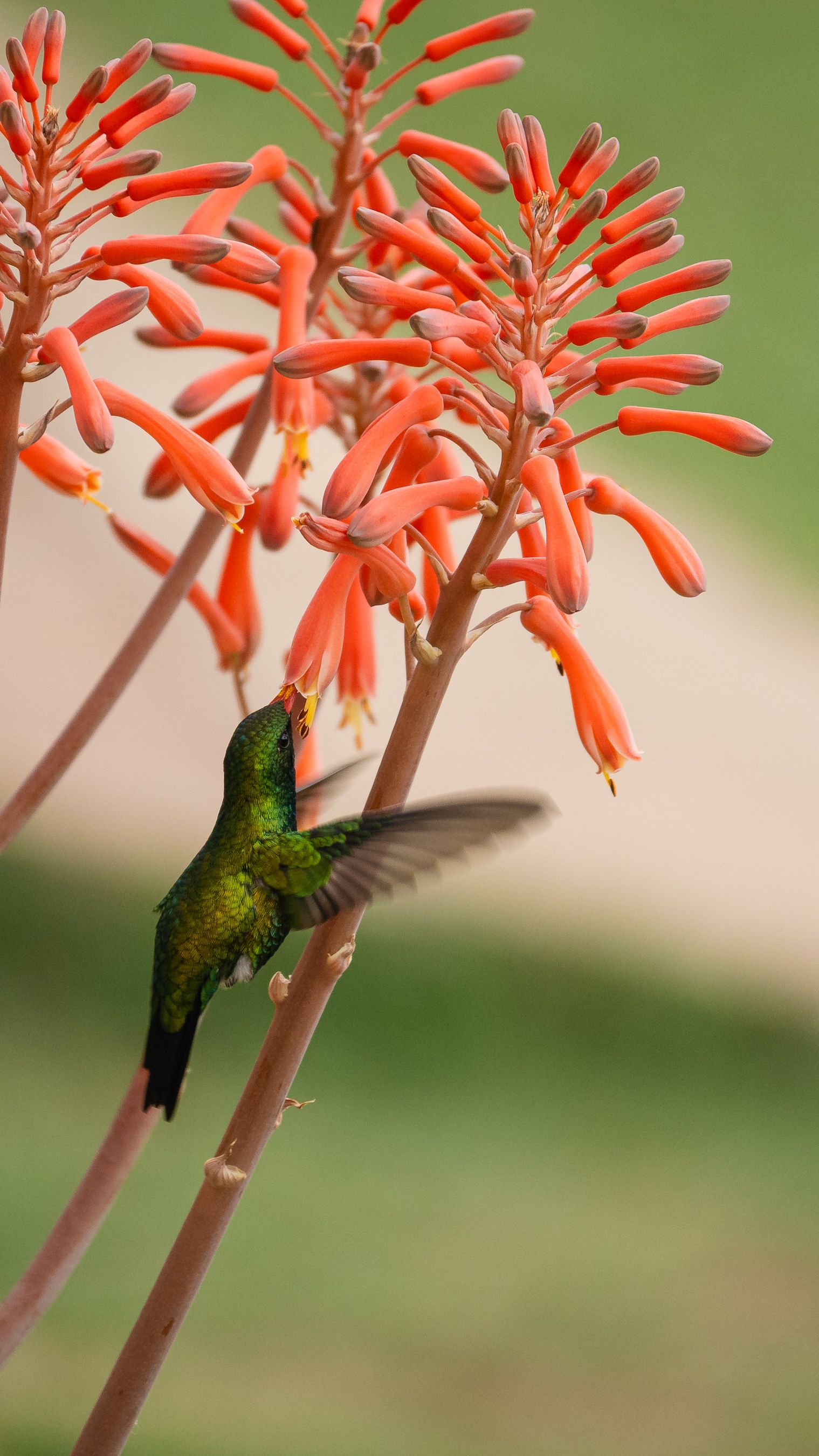 Hummingbird Feeding on Orange Aloe Flowers · Free Stock Photo