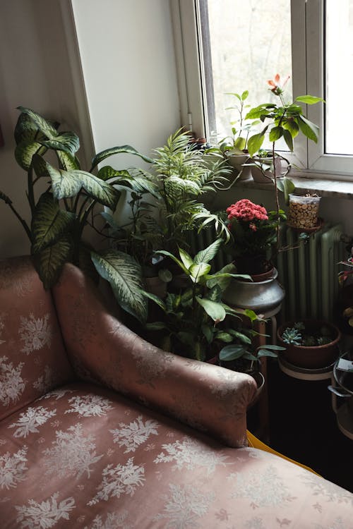 什錦的, 室內, 室內植物 的 免费素材图片