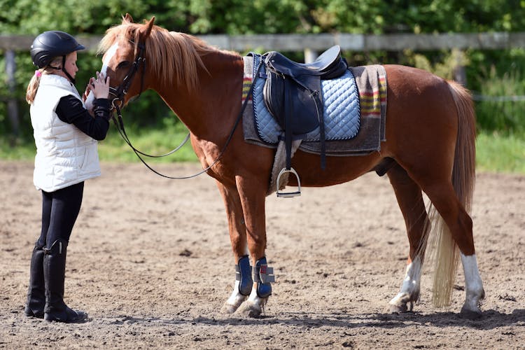 Brown Horse With Black Saddle