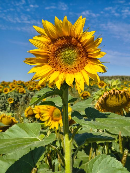 Free A stunning sunflower field basking in the summer sun with a clear blue sky backdrop. Stock Photo