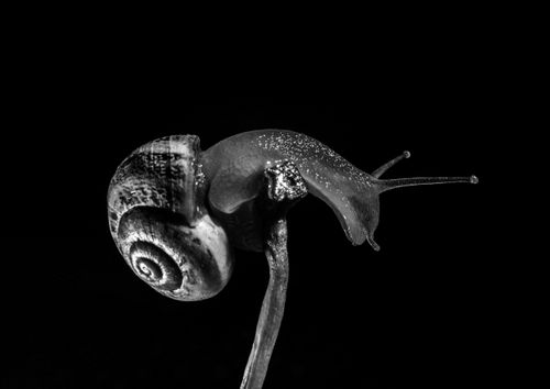 Free Detailed black and white image of a snail on a stick against a dark background, showcasing nature's beauty. Stock Photo