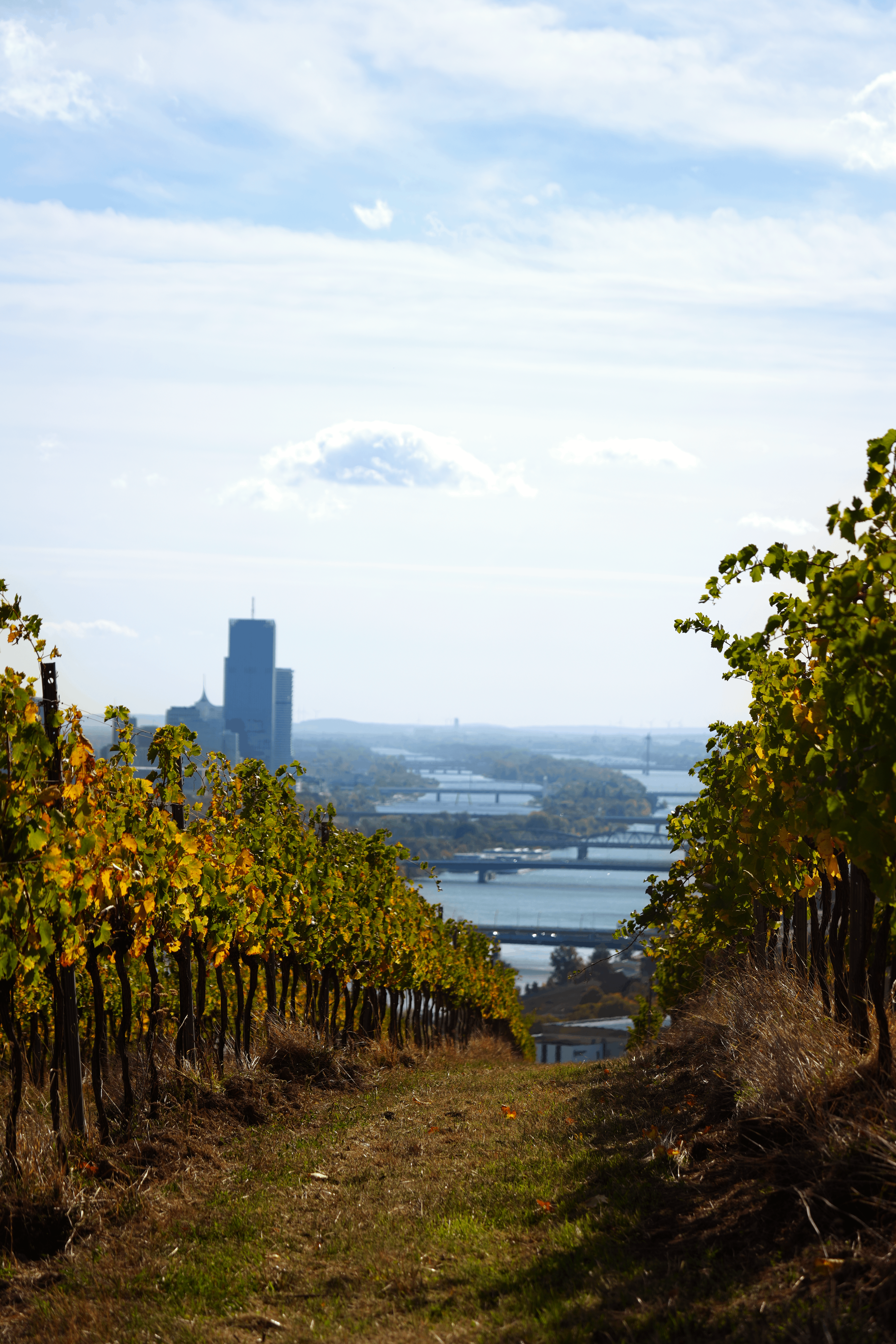 A scenic autumn view of a vineyard with Vienna's cityscape and Danube River in the background.