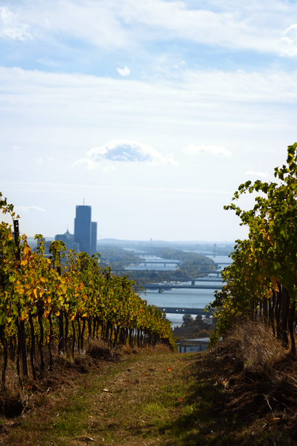 A scenic autumn view of a vineyard with Vienna's cityscape and Danube River in the background.