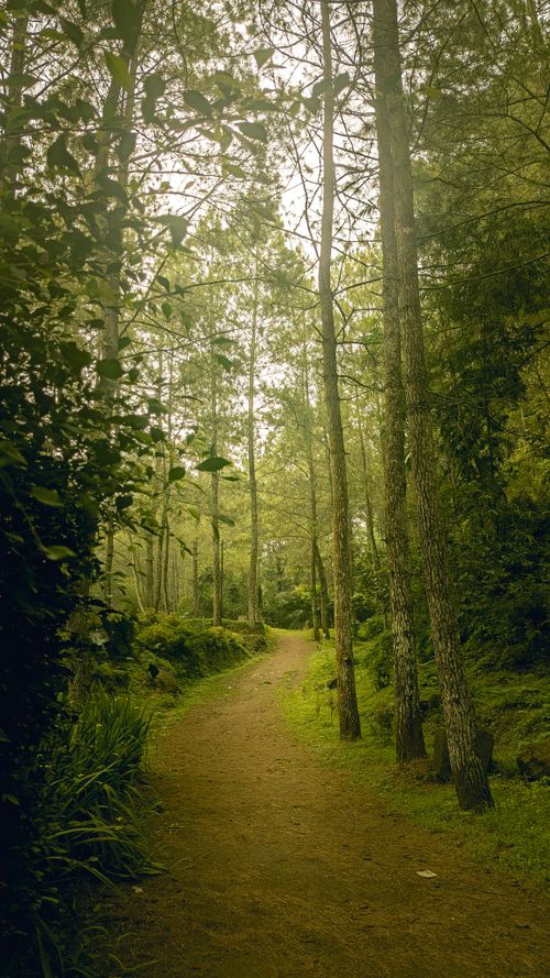 Free Peaceful forest path winding through lush green pine trees, capturing nature's serenity. Stock Photo