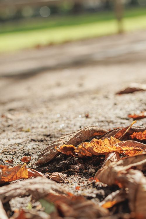 Free Close-up of dry autumn leaves on a sunlit outdoor pathway, evoking fall. Stock Photo