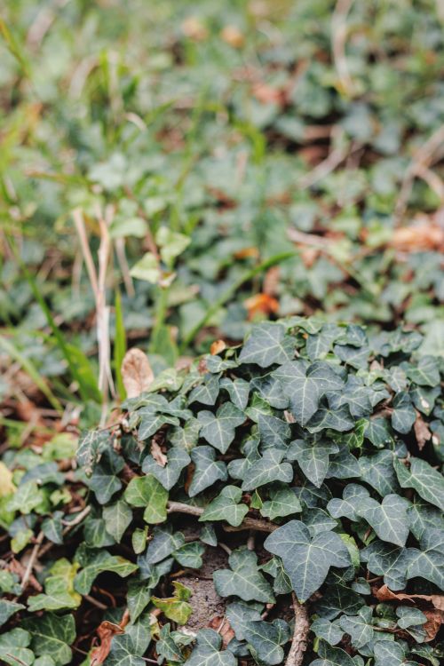 Free Detailed view of vibrant green ivy leaves growing in an outdoor environment. Stock Photo