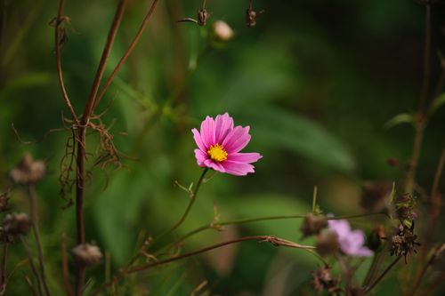 Free Close-up of a pink cosmos flower in a garden setting, showcasing natural beauty. Stock Photo
