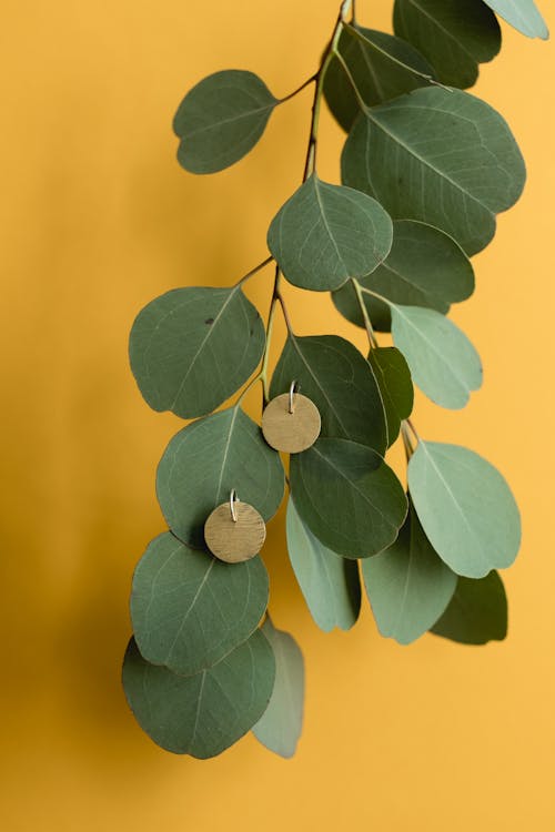 Gold Earrings on Green Leaves With Yellow Background