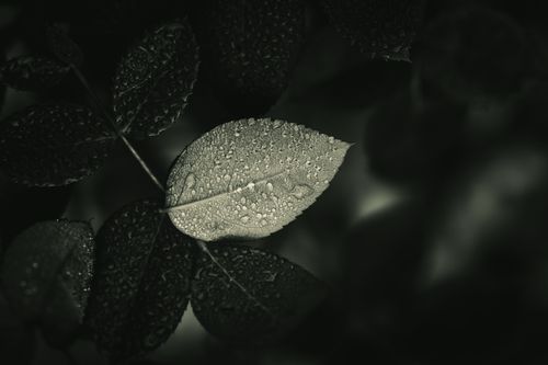 Free Close-up of a dew-covered leaf in a dark and moody monochrome setting. Stock Photo