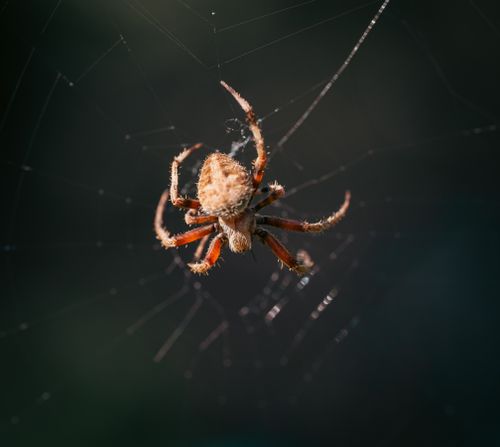 Free Detailed close-up of a spider on its web, captured with natural light and a dark background. Stock Photo