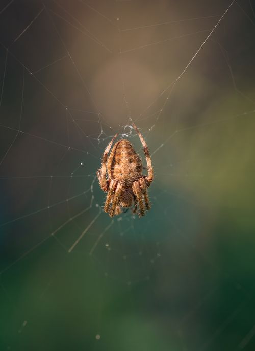 Free Macro shot of a spider suspended on a web against a blurred green background, showcasing arachnid detail. Stock Photo