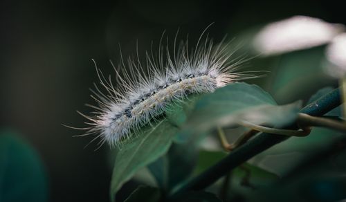 Free Close-up of a white, spiky caterpillar on a green leaf in a natural environment. Stock Photo