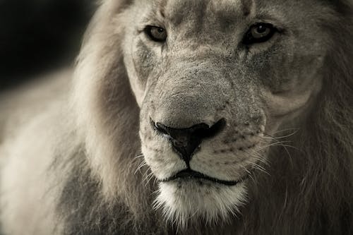 100 Majestic Lion Photos Pexels Free Stock Photos