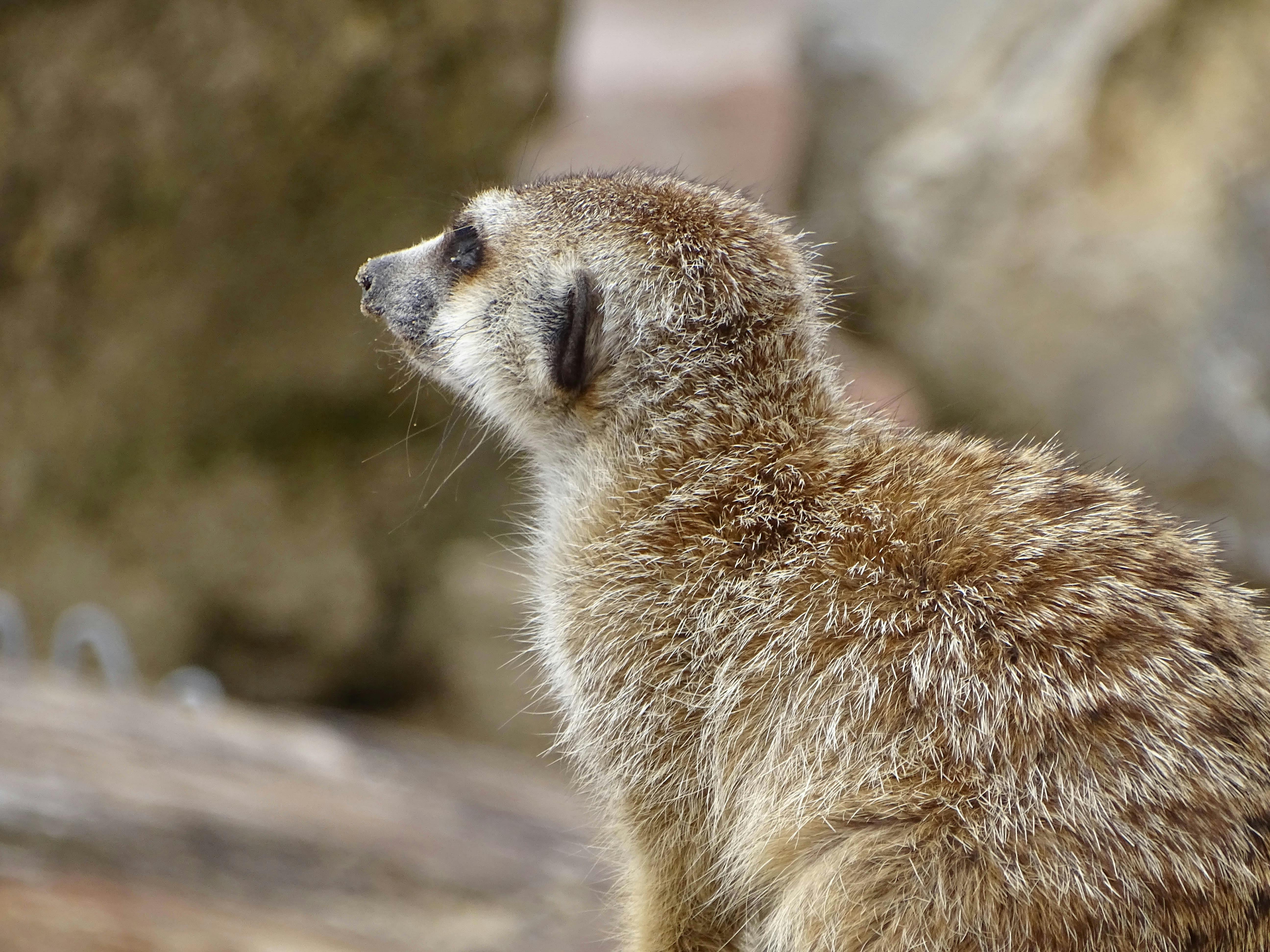 Kostenloses Foto Zum Thema Niedlich Suss Susse Tiere