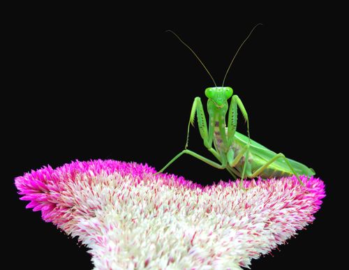 Free Macro shot of a praying mantis on a vibrant pink celosia flower. Stunning detail! Stock Photo