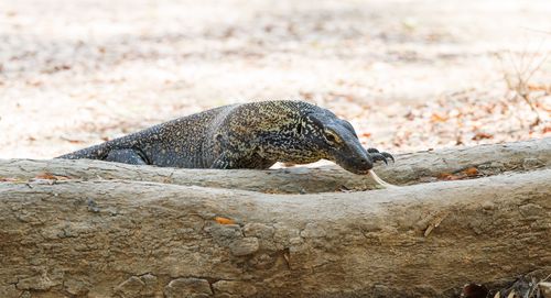 Free A monitor lizard crawls over a log in a sunlit outdoor setting, showcasing wild animal behavior. Stock Photo
