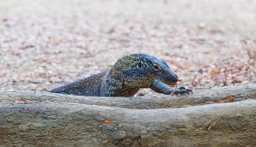 Free Close-up of an Asian water monitor lizard peeking over a log in its natural habitat. Stock Photo